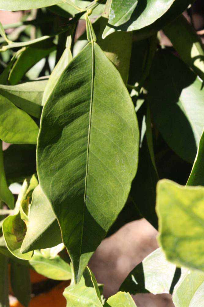              Unifoliolate leaf (Riverside, CA)       